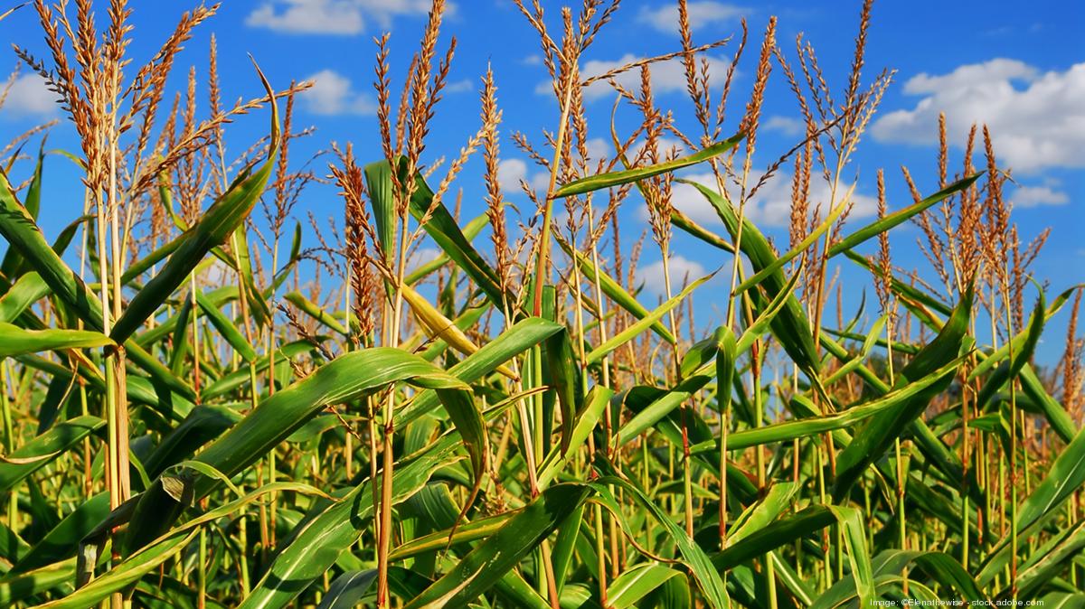 White Dog Labs buys Little Falls exethanol plant to make animal feed