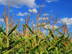 Corn field