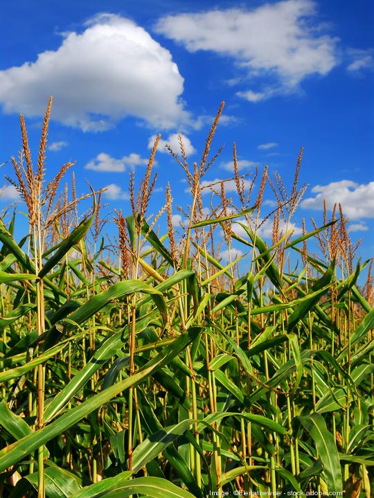 Corn field