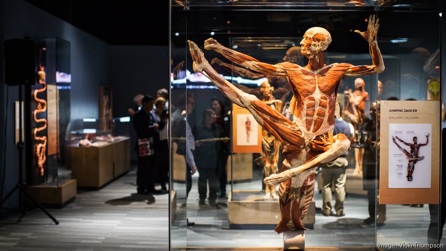Body Worlds Decoded opens for unprecedented 10year run at The Tech