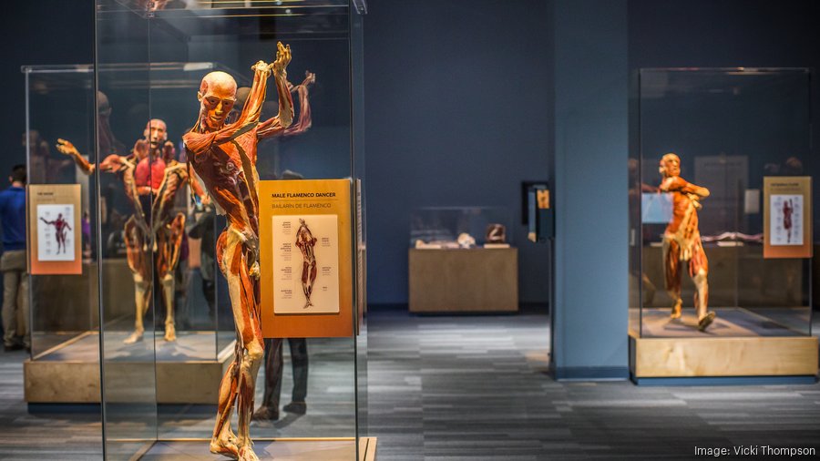 Body Worlds Decoded opens for unprecedented 10year run at The Tech