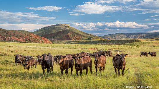 GETTY Open range cattle in Colorado