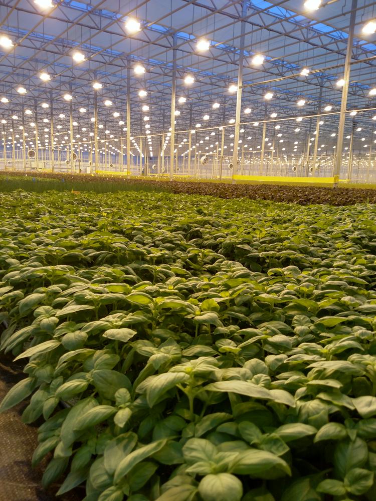 Construction begins on massive Greater Cincinnati greenhouse