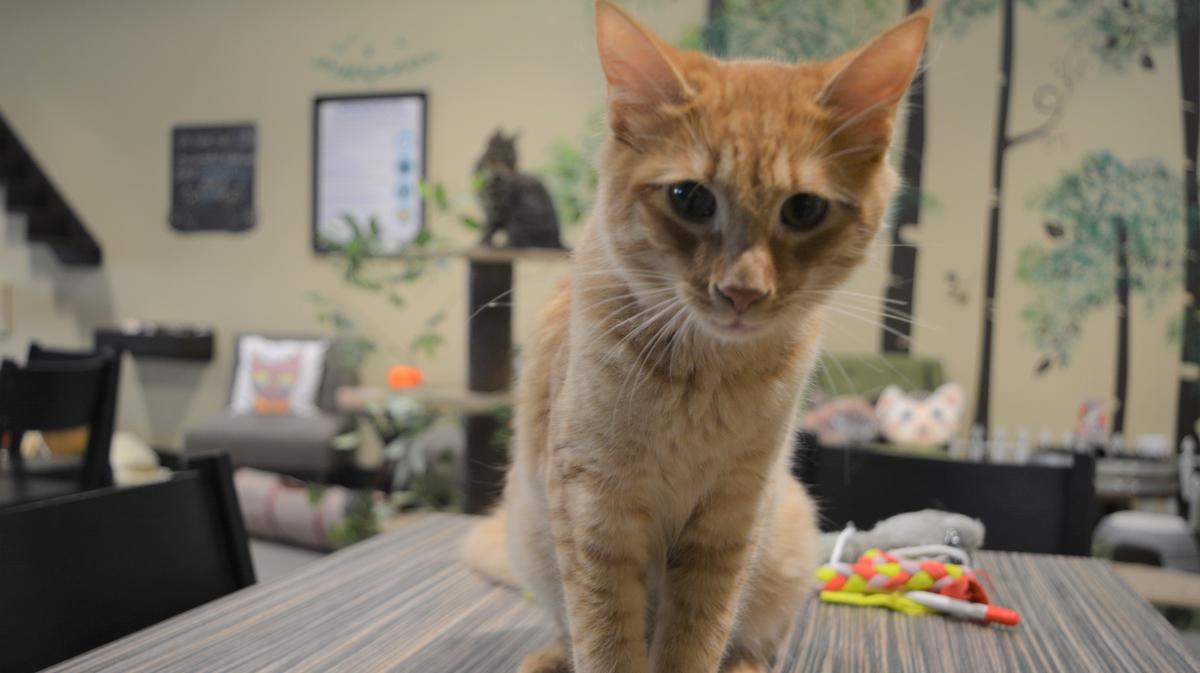  Orlando  Cat  Cafe  owner shares how she started the business 