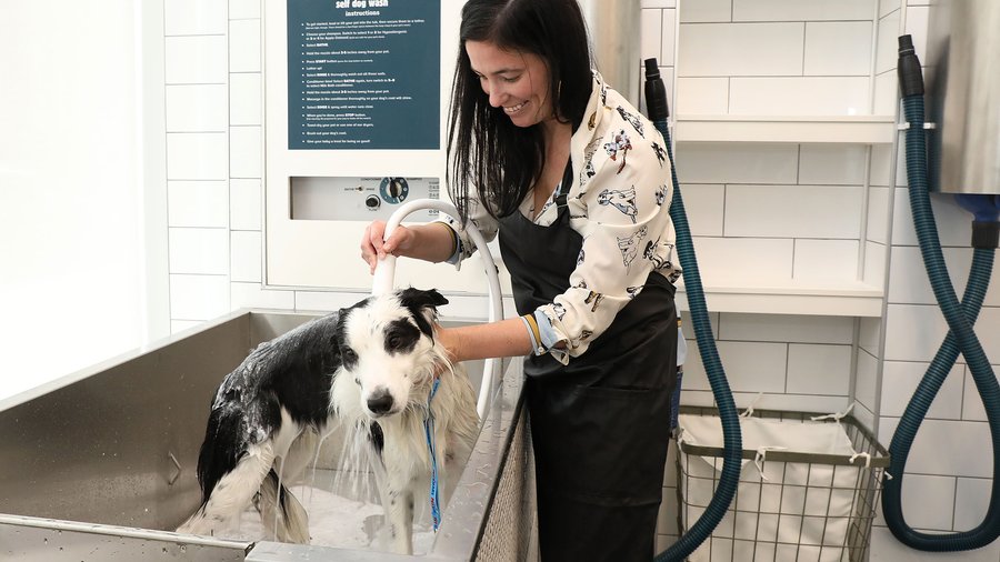 Petsmart deals dog wash