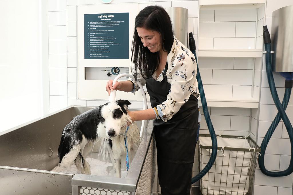 Petsmart hotsell self wash