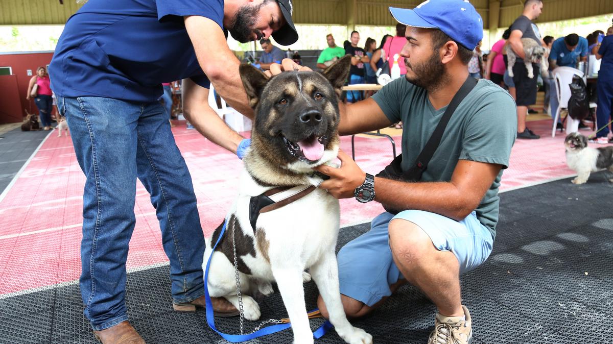 How Banfield is working to save the pets of Puerto Rico (Photos