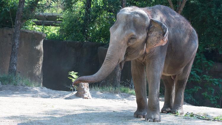 Saint Louis Zoo elephant tests positive for tuberculosis - St. Louis ...