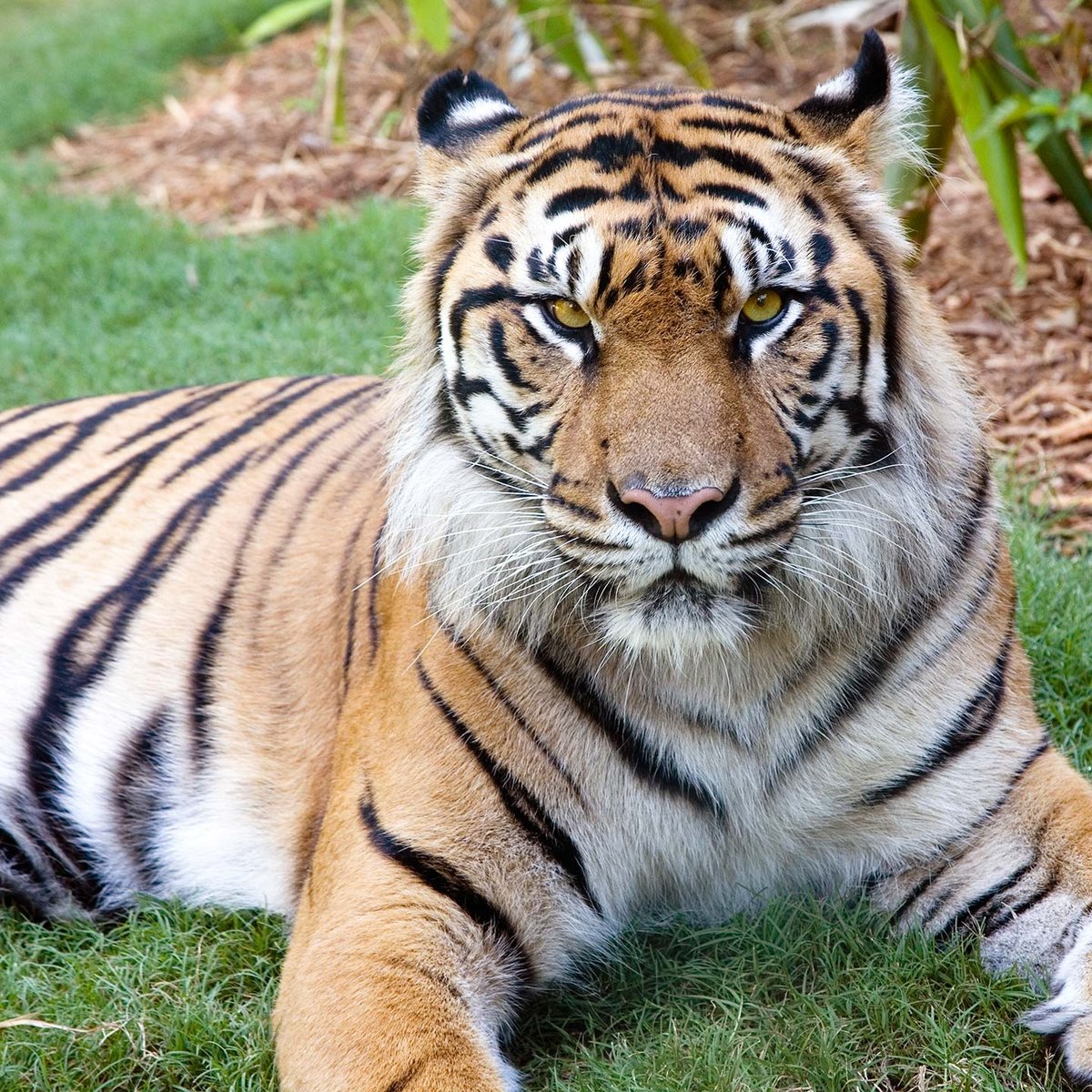 Rare white tiger at Cincinnati Zoo dies