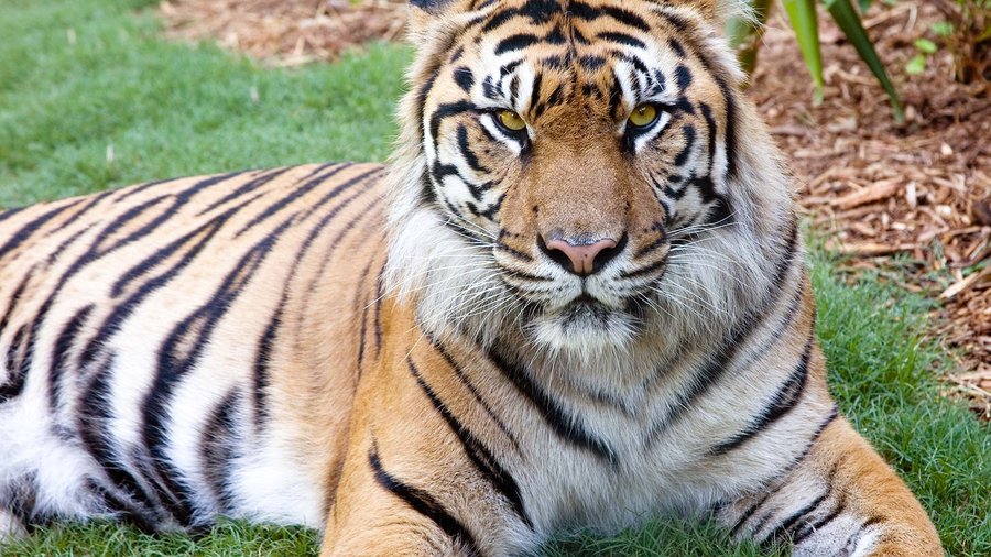 Zoo Atlanta mourns death of rare tiger on loan from Mississippi ...