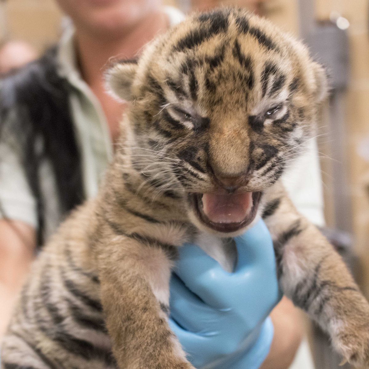 Columbus Zoo welcomes three baby tigers