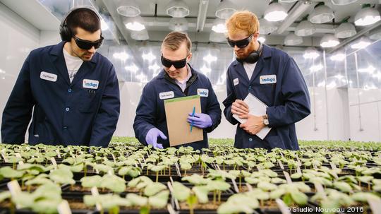 Indigo Agriculture employees examining plants