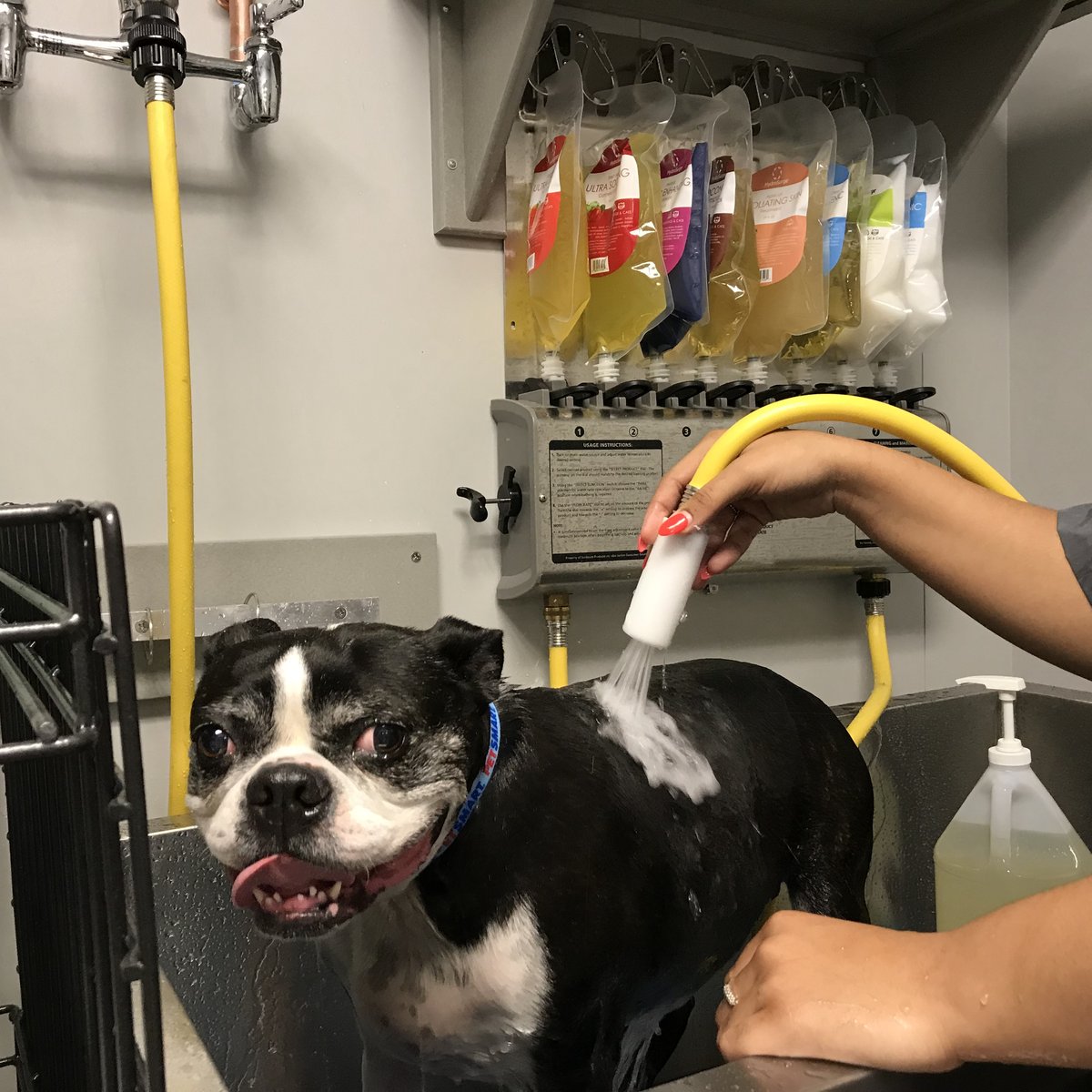 Petsmart dog hot sale wash