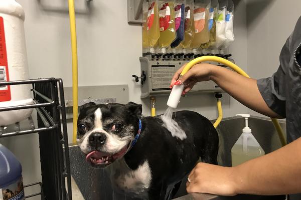 petsmart self dog wash