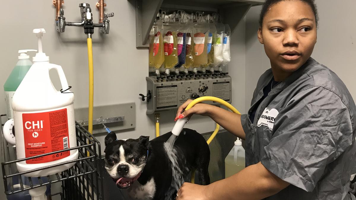 petsmart dog wash