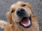 Dog (Golden retriever) having a big smile.