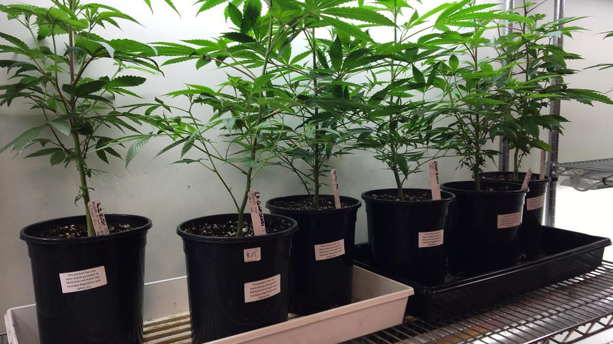 PHOTOS Recreational pot sales start in Sacramento Sacramento