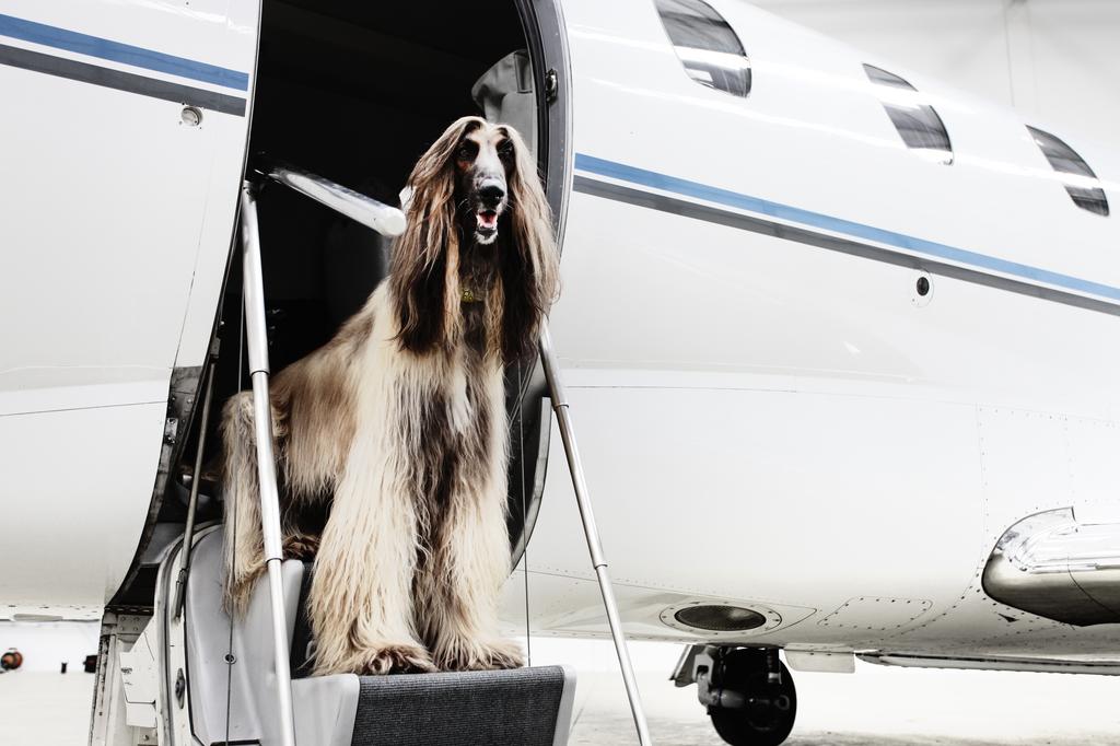 Private jets pack into MSP Airport for MLB All-Star Game - Minneapolis /  St. Paul Business Journal