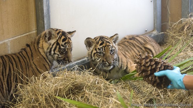 Memphis Zoo announces birth of tiger cubs