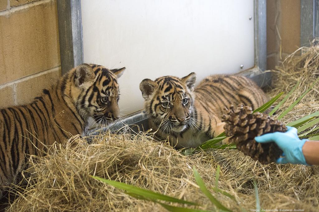 Topeka Zoo welcomes baby tiger cubs overnight