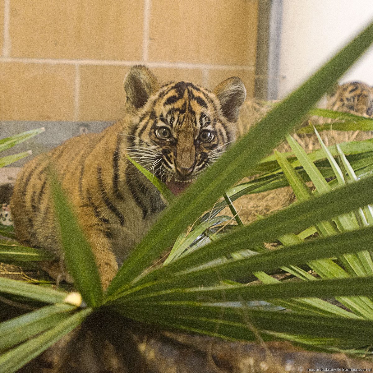 Memphis Zoo welcomes two new Sumatran tigers cubs