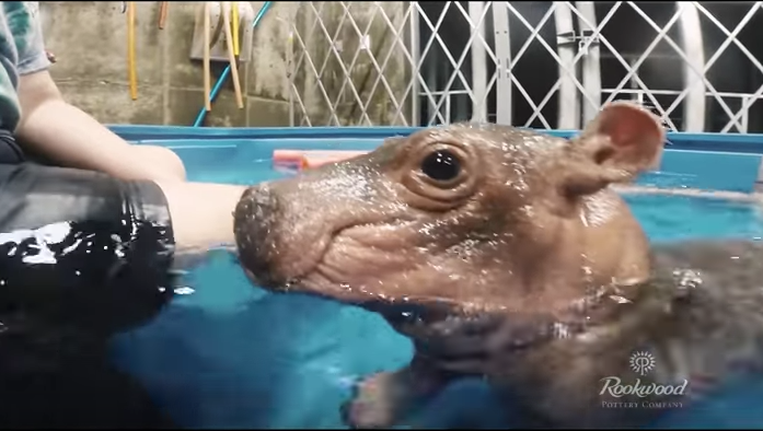 Cincinnati sweetheart Fiona the hippo stars in Rookwood Pottery's Super ...