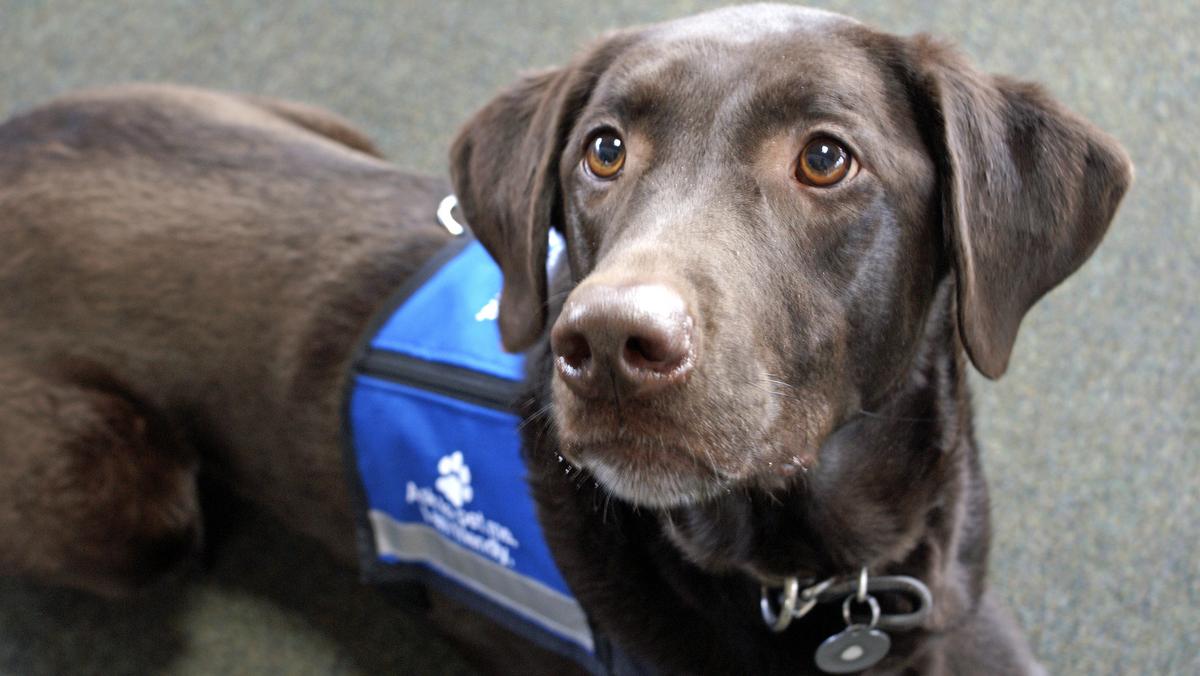 The List: The ins and out's of service animals in the workplace ...