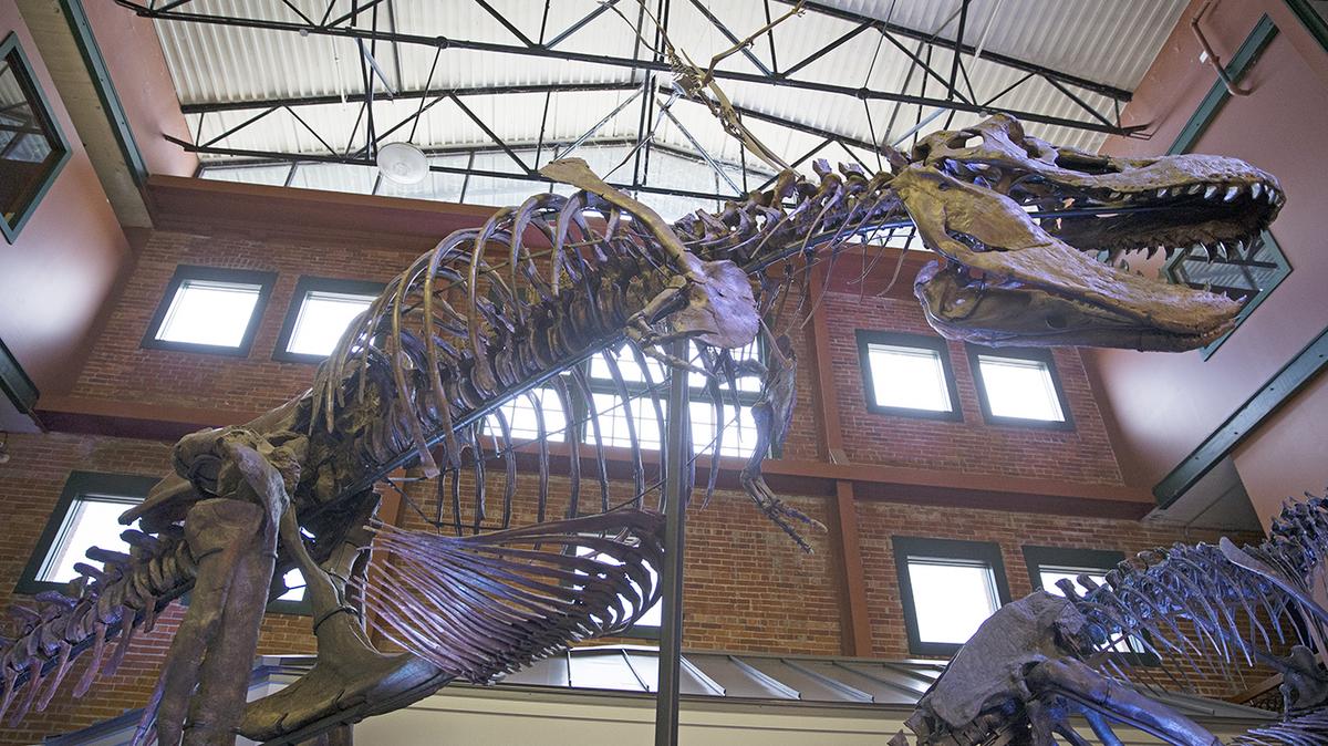 T Rex Ivan Now Part Of The Permanent At Museum Of World Treasures In Wichita Following Donation Wichita Business Journal