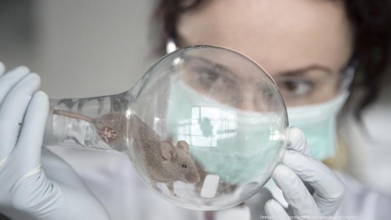 Researchers Reverse Alzheimer S In Mice Bizwomen