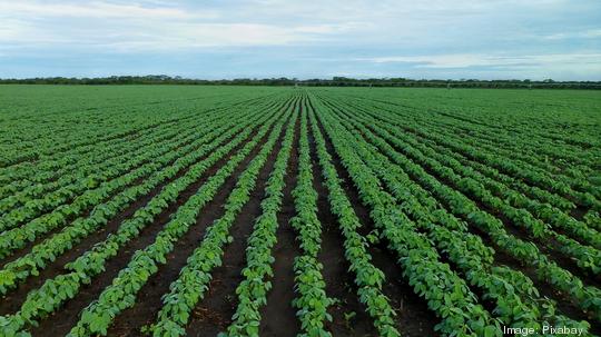 Soybean field