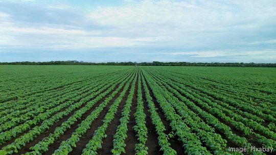 Soybean field