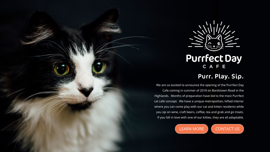 Louisville's first cat cafe, Purrfect Day Cat Cafe, to open in the