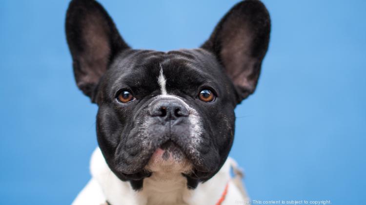 Apartment Owners Turning To The Dogs Entice Renters Amenities Aimed At Dog Are The Latest Trend