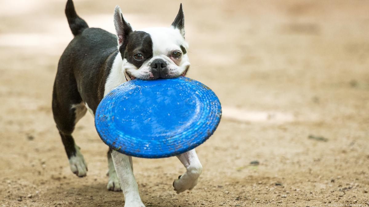 See where Trust for Public Land ranks Pittsburgh for dog parks