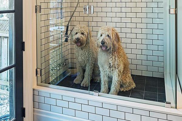 pet shower