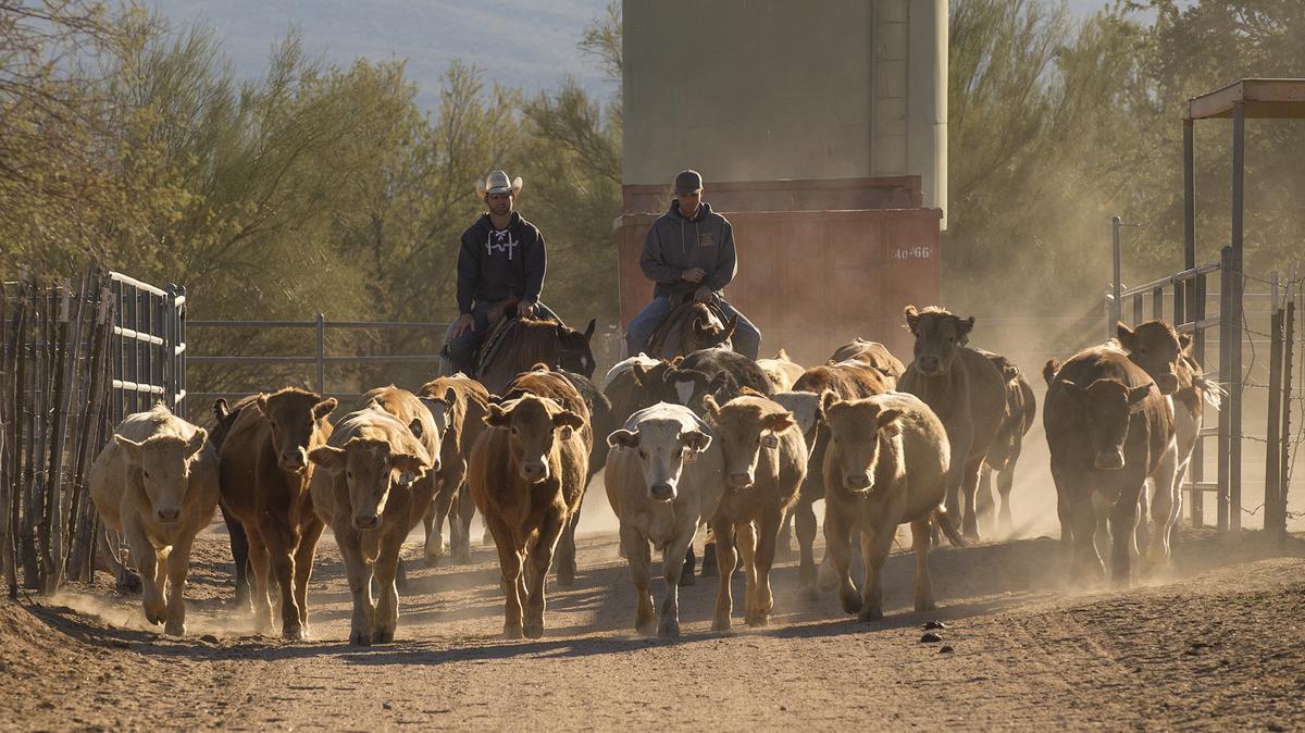 Two Scottsdale Ranches Owned By Horse Champs Jake Barnes And Al