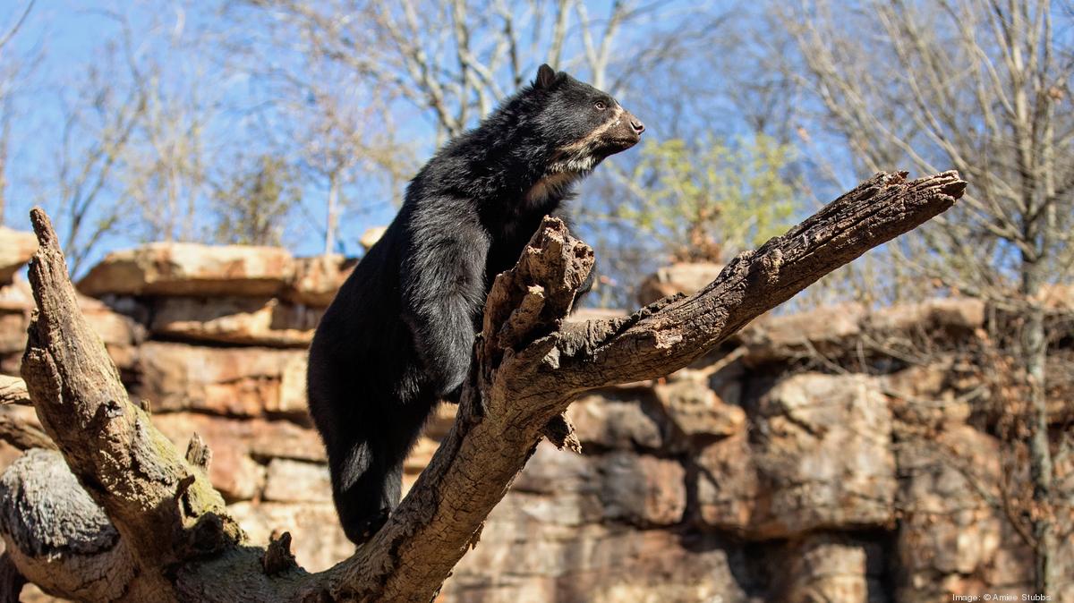 Panda bears in Nashville? Anything is possible - Axios Nashville