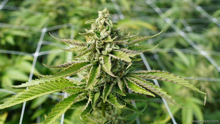 Ohio Medical Marijuana Cultivator Losing License – 'not A Good Faith ...