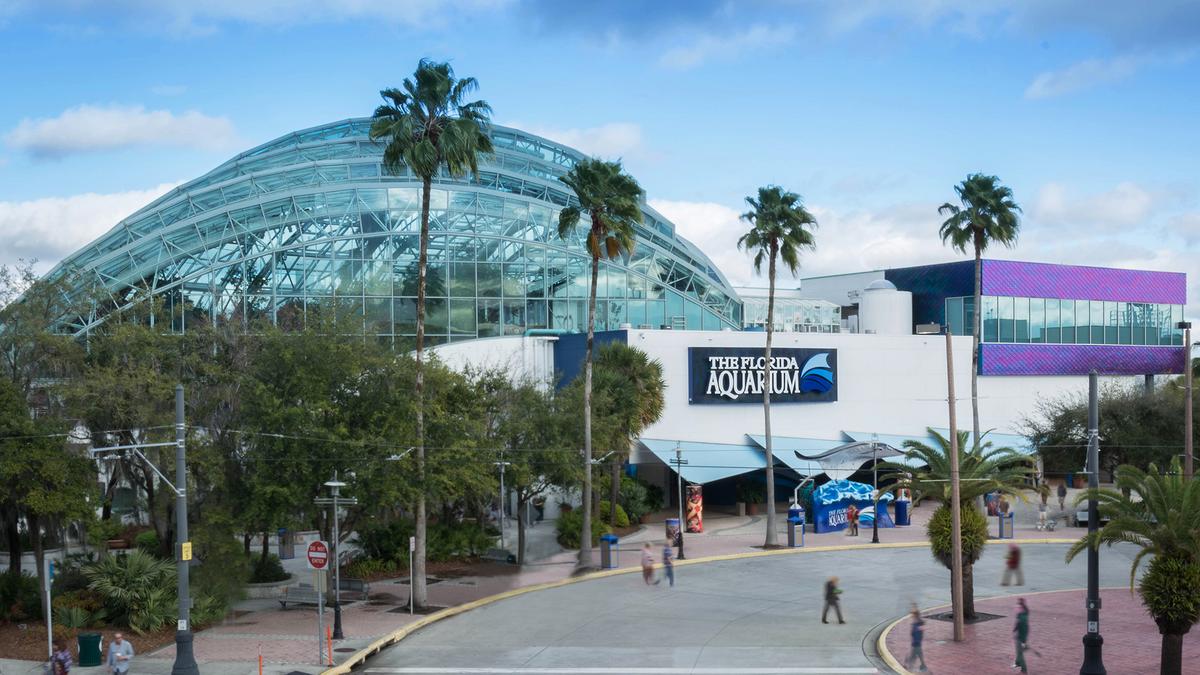 Florida Aquarium reports largest attendance since opening Tampa Bay Business Journal