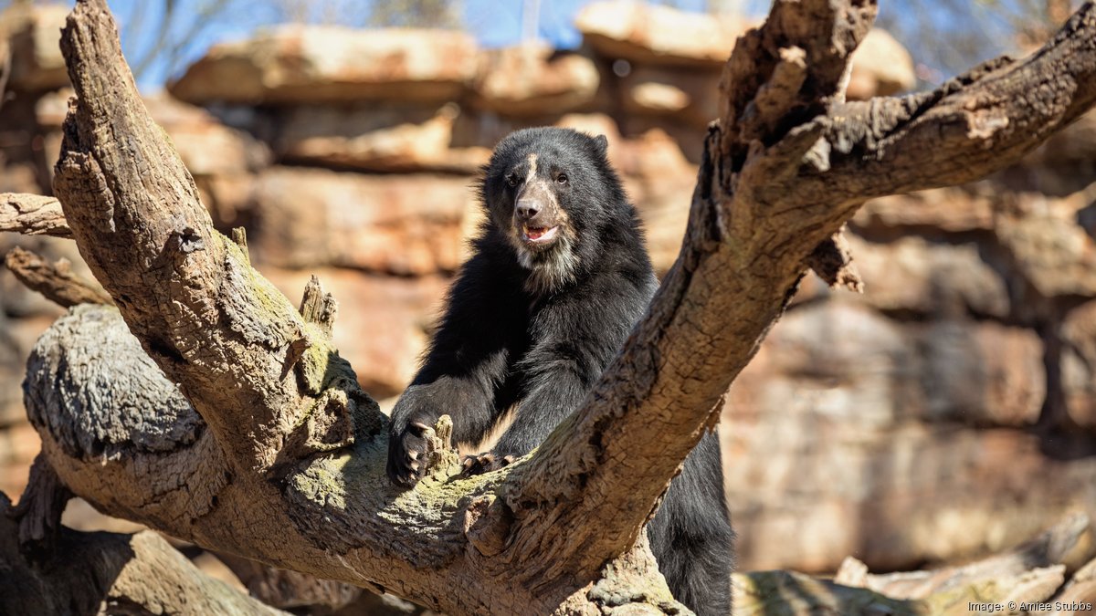 Nashville Zoo CEO calls data center 'a direct threat'