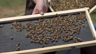 Struggling beekeepers stabilize U.S. honeybee population after