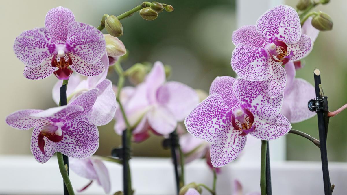 Garden retailer keeps eye on local expansion as it opens fourth store