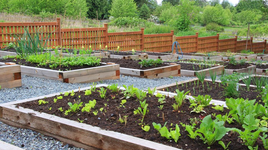 The Grow Community Garden Plots