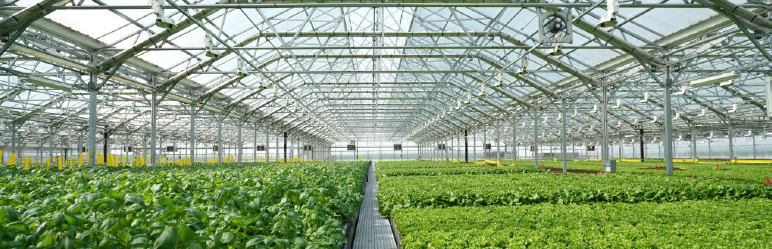 Sustainable Farming with Gotham Greens