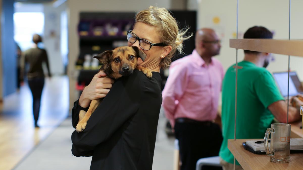 Pet projects: Why these Portland office buildings welcome dogs and cats ...