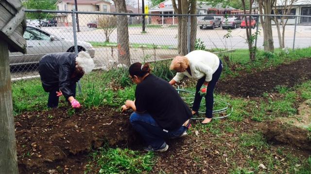 Seniors Get Their Hands Dirty For A Healthier San Antonio San Antonio Business Journal