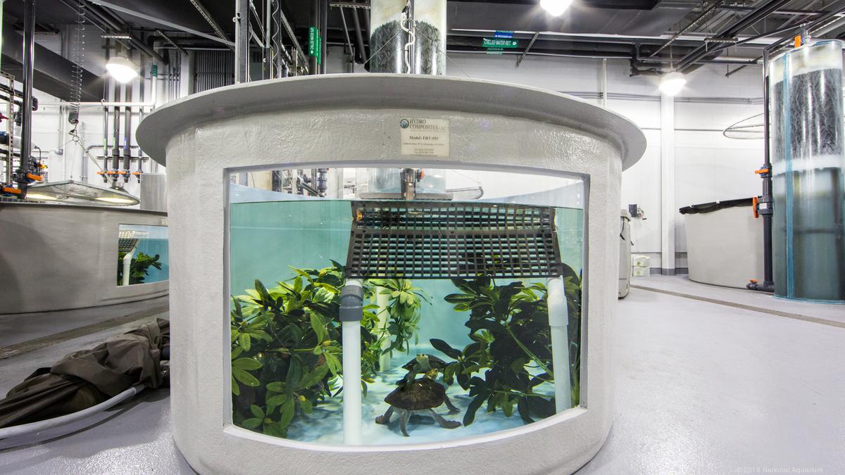 Inside the National Aquarium's new Animal Care and Rescue Center