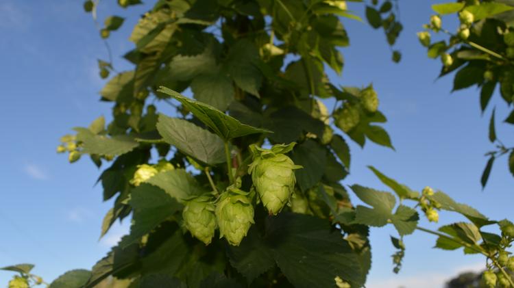 Metro Orlando Plant Nursery Creates Hopyard Seeks To Work With Central Florida Hops Is The First Hopyard In Orange County And S Only Commercial Using
