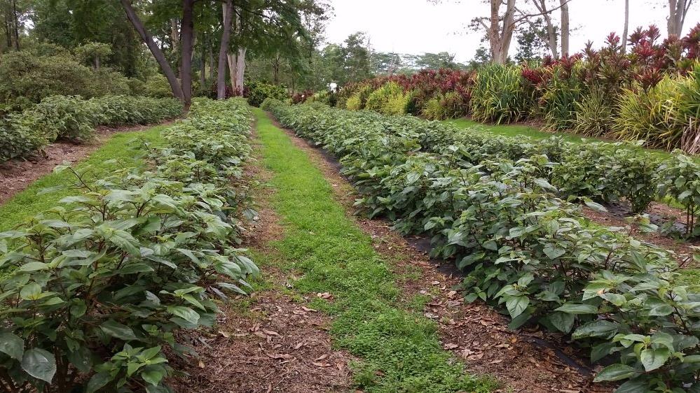 Hawaii mamaki farm to be sold at foreclosure auction on the Big Island Pacific Business News