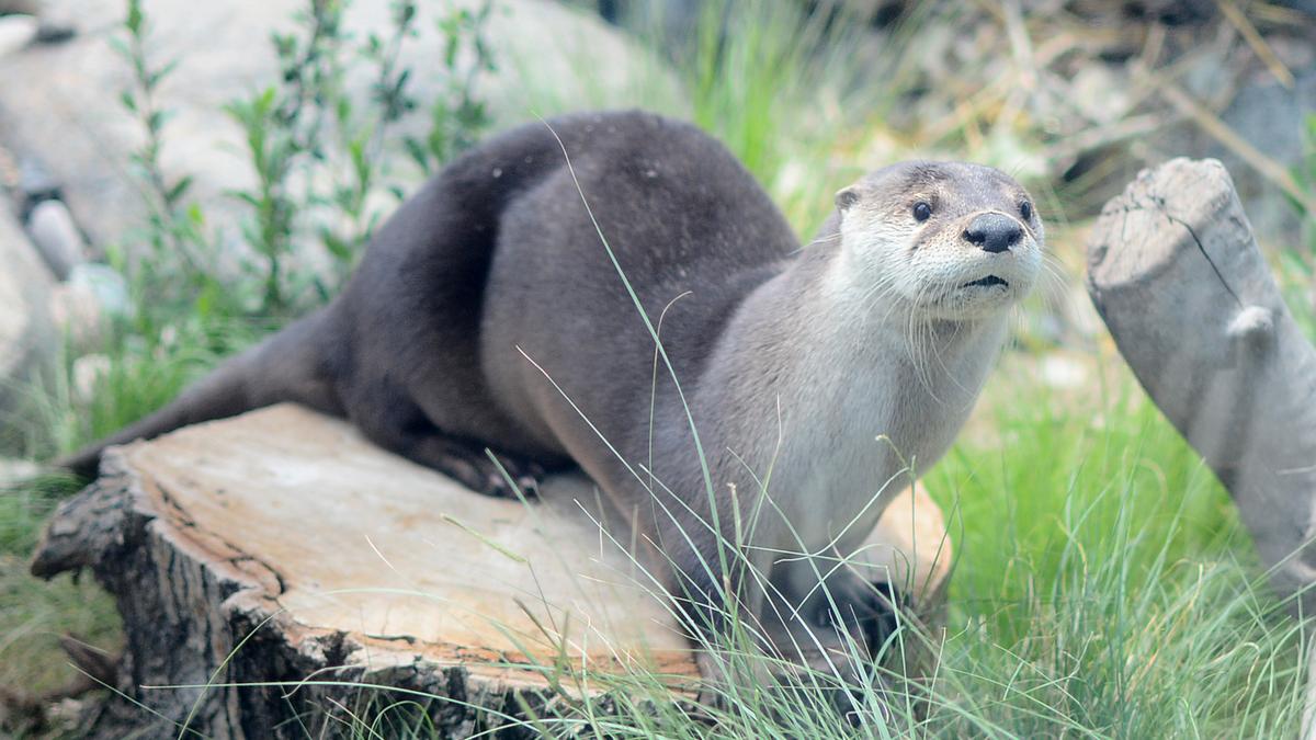 ABQ Biopark otter exhibit Deal of the Week Albuquerque Business First